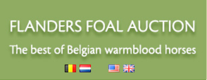 FLANDERS FOAL AUCTIONS ? Bonheiden  in samenwerking met het BWP