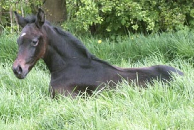 Uitzonderlijke combinaties voor 2012 !