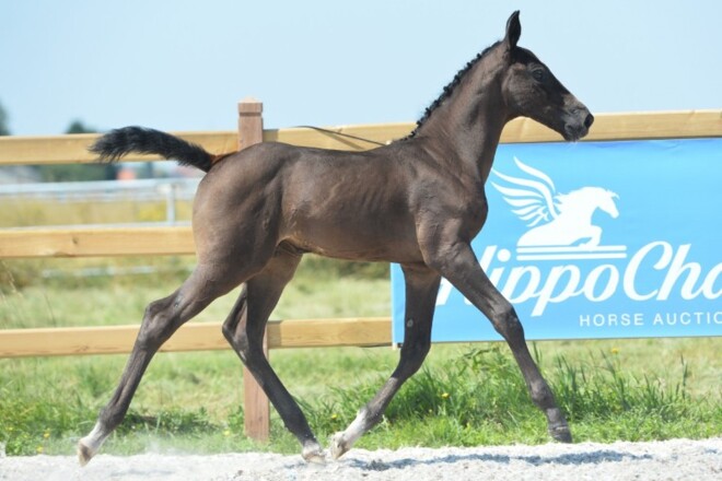 De HippoChamp collectie (4/9) staat online!