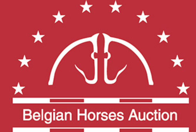 Selectie Belgian Horses Auction ? Veiling De Warre 14 september 2013
