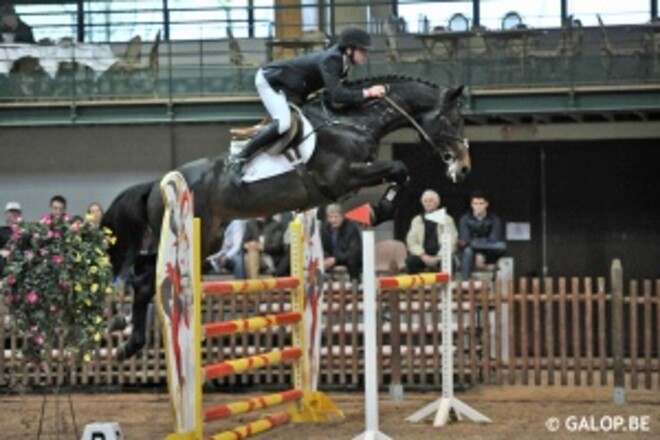Jonge hengsten Nieuwenhof springen zich in de kijker