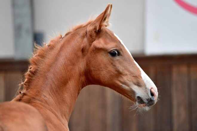 Laatste biedingsuren BWP Online Foal Auction