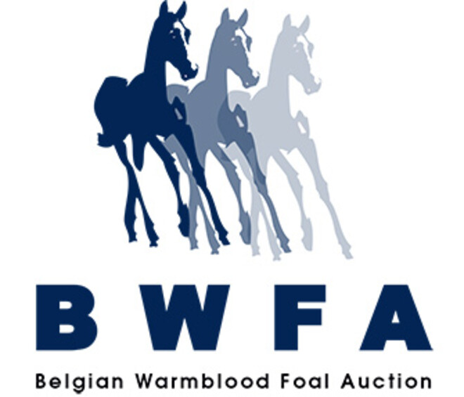 Elite veiling BWFA nu ook voor Zangersheide veulens !