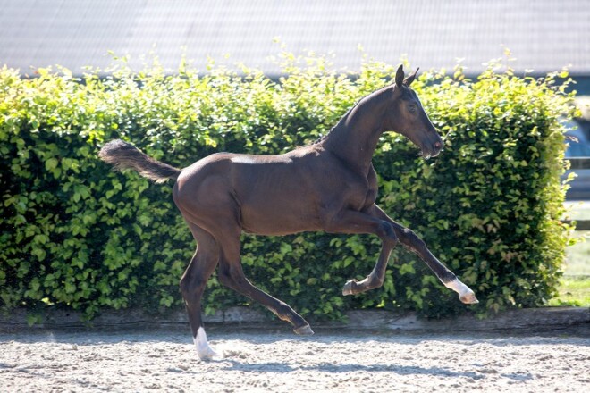Unieke opeenstapeling van Grand Prix-genen