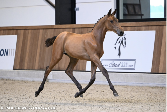 All filly-editie van Foal Auction 111 opnieuw een groot succes
