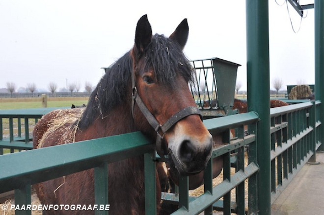Zachte kracht in galop