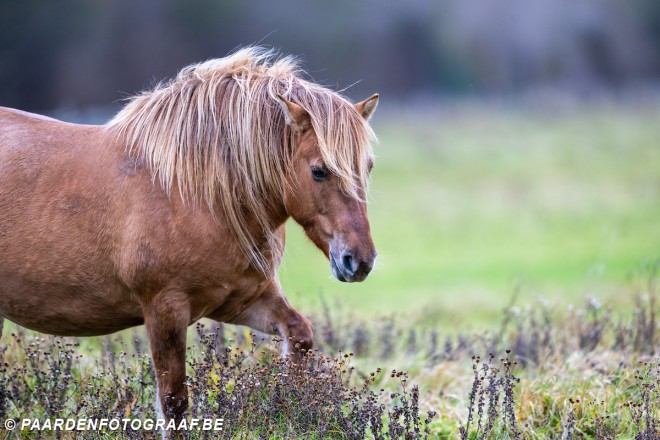 Kleine aanpassing, groot effect: hoe stalverrijking het WELZIJN van paarden ondersteunt