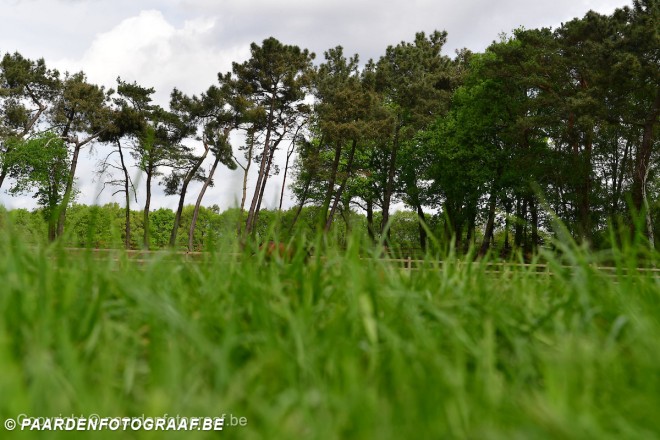 “We missen Stijn”, paardensport neemt afscheid van een man met een groot paardenhart