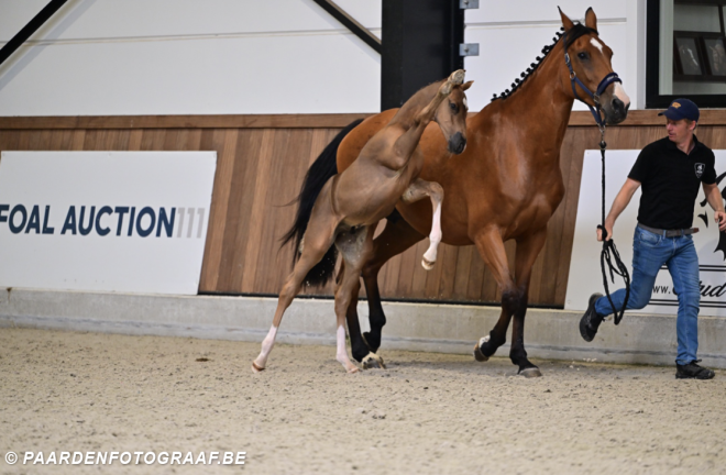Veelbelovende moederlijnen kleuren de Foal Auction 111 juli collectie!