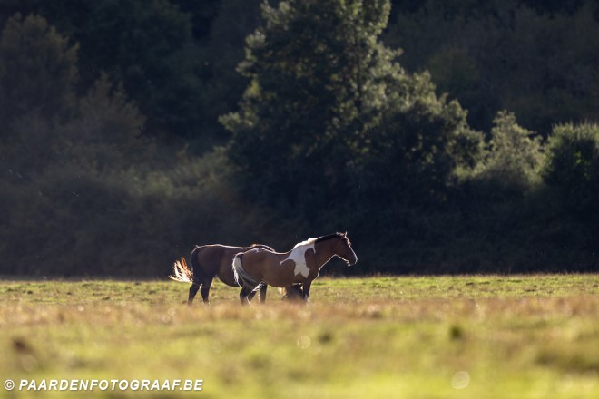 De toekomst van de internationale paardensport verandert: FEI stelt grote reglementswijzigingen voor