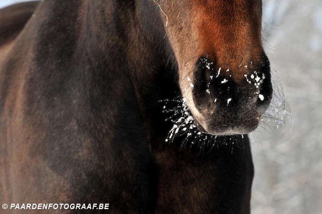 Eerste paard in België sterft aan Westnijlvirus: een waarschuwingssignaal dat niemand wilde zien