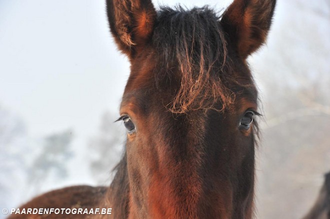 Dodelijk ongeval met paardenkoets in Zwitserse Alpen, terwijl paard in Zevekote wordt gered