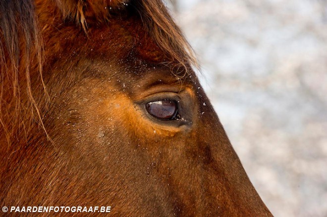 Diep verdriet na tragisch ongeval: menner komt om het leven nadat koets met paard te water raakt