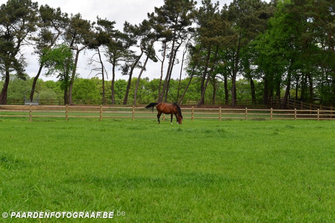 Westnijlvirus vastgesteld bij dieren in regio Mechelen-Willebroek