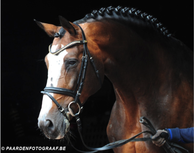 Paardenwereld neemt afscheid van legendarische vererver Balou du Rouet