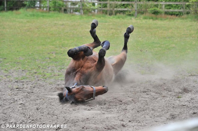 Een paard is meer dan wat het voor ons kan betekenen