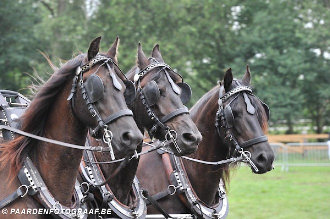 Einde voor de paardenkoetsen in New York: dierenwelzijn haalt het van traditie