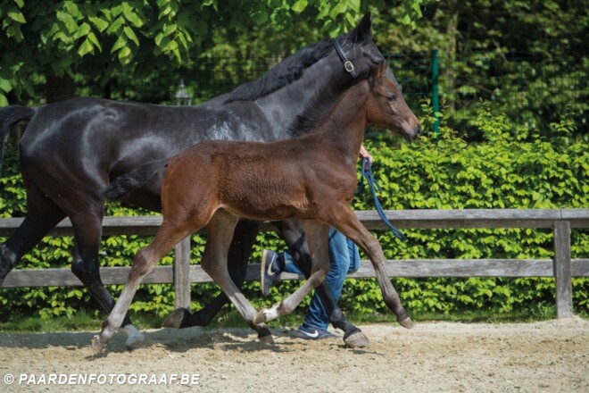 Flanders Foal Auction team dendert door