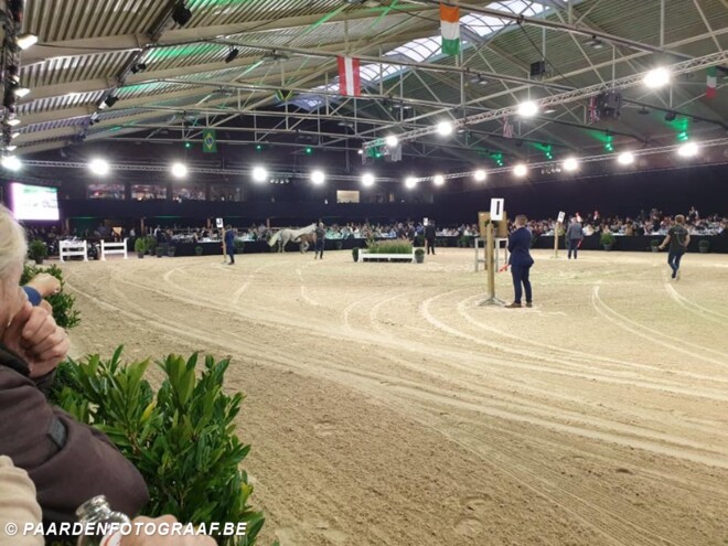 Horseman Auction: veilingtopper voor 68.000