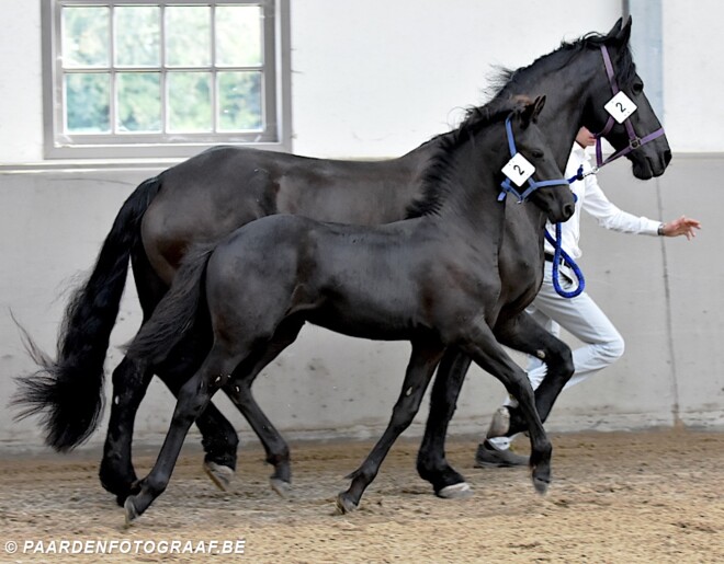 Arabo-Friese keuringsdag, Neerpelt - 15/09