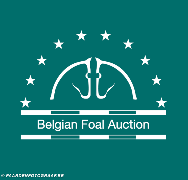 Belgian Foal Auction zoekt BWP veulens!