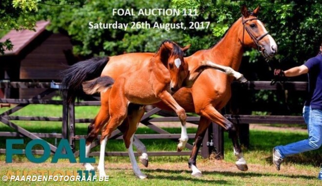 Uw veulen inschrijven bij Foal Auction 111