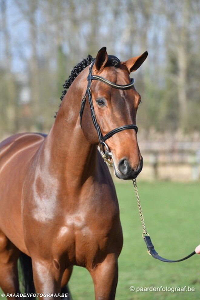 L'Hermes de Muze 7e in Deense Youngster GP