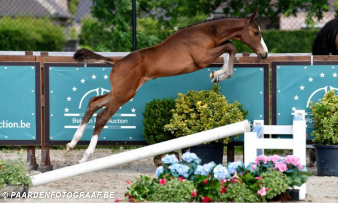 Belgian Foal Auction gemiddelde +11000 €