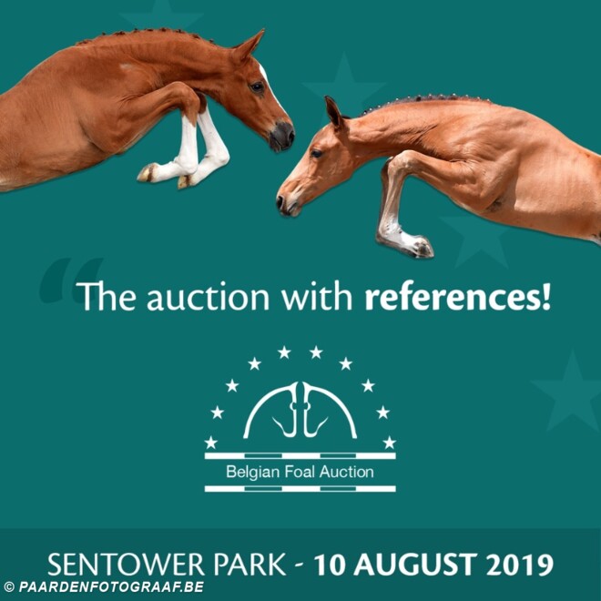 Countdown naar de “Belgian Foal Auction”