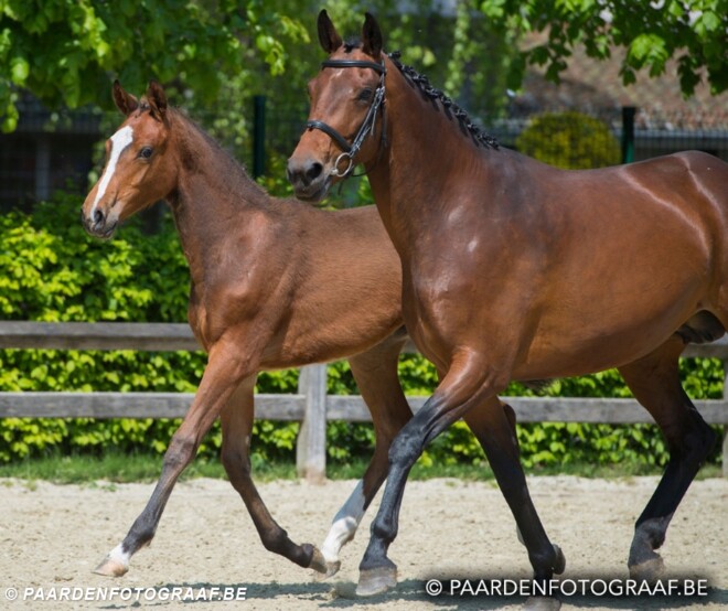Belgische invloed in Bolesworth Elite Auctio