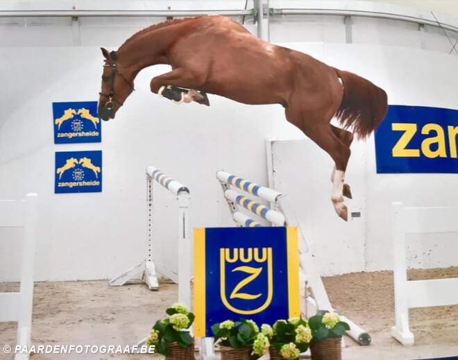 Fiston De Bo Z wint vrijspringen 3j op Z