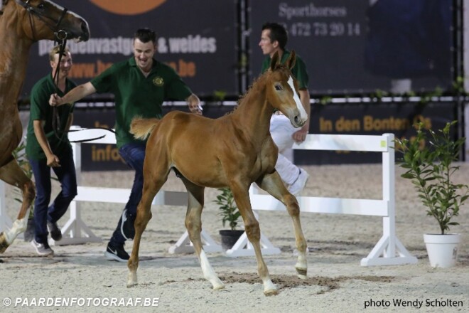 Flanders Foal Auction in Bonheiden