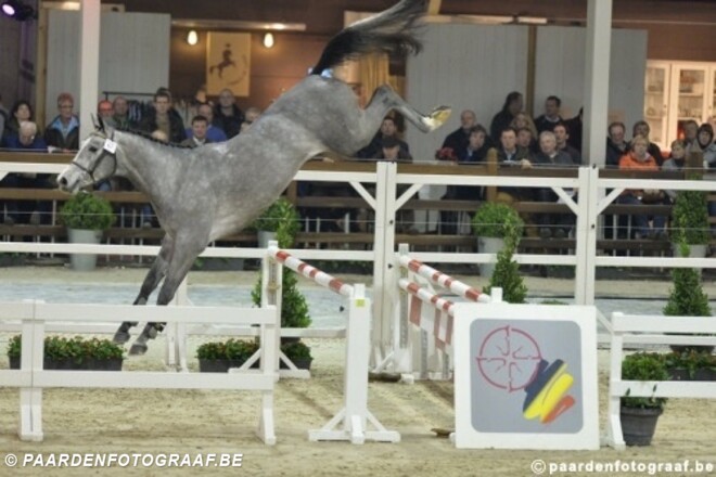 BWP: Hunter's Studfarm heeft eyecatcher bij