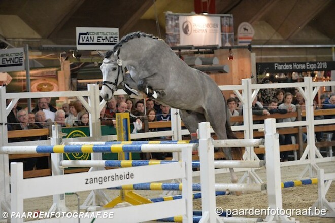 Opnieuw een veiling op Jumping Mechelen