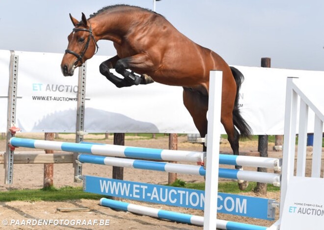 24/4: Presentatie veilingpaarden ET Auction