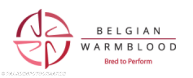 Rapporten BWP hengsten 2019 online