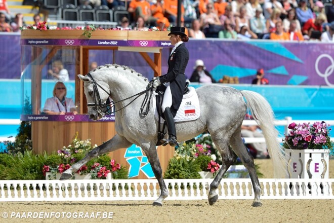 Olympiade hengst H-Ekwador bij Hippolux