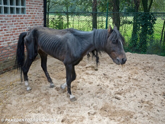 Verwaarloosde paarden hebben uw steun nodig!