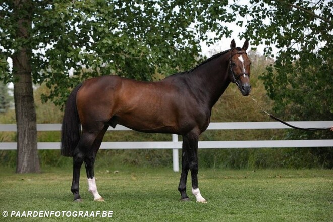 Hickstead-zoon wint Amerikaanse GP