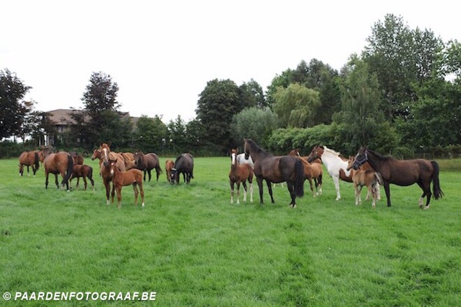 Paarden onderwerp in Europees Parlement