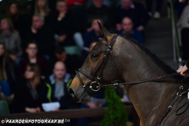 CSI2* Oliva: Ook winst voor D’Andrimont!