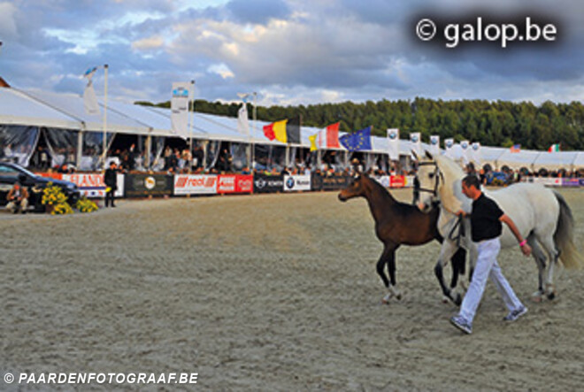 Auction Aalst International gaat door