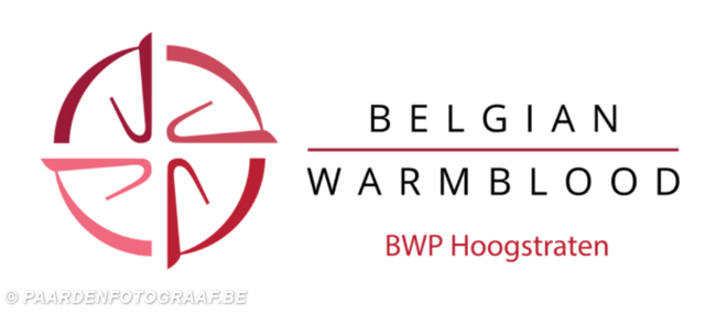 Showdag Jonge Belgische Paarden