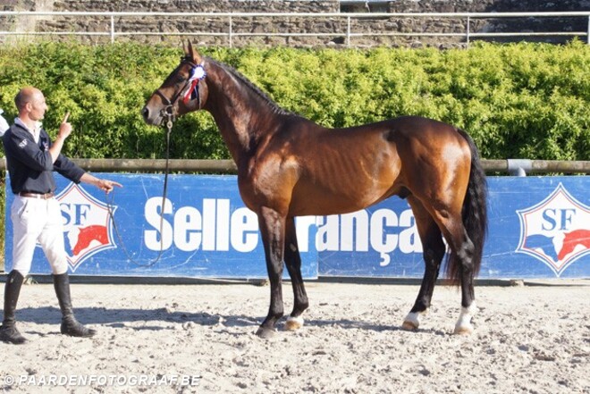 Keuringstopper SF is zoon Diamant de Semilly