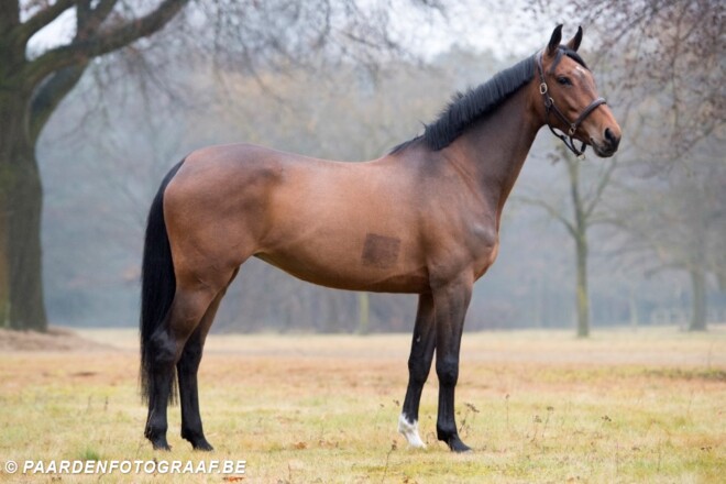 Collectie Z Online Auction februari online