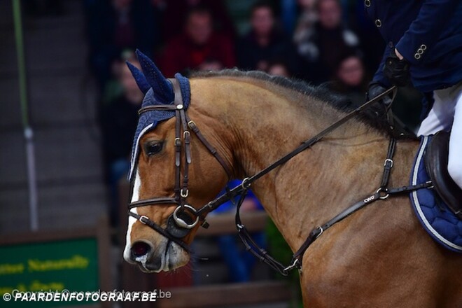 HC Lier: 35 foutlozen bij 4-jarige hengsten