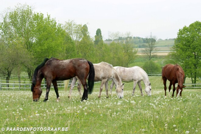 Een nieuw hoofdstuk voor Mares of Macha: waardering en toekomstvisie na verschuiving in aandeelhouderschap.