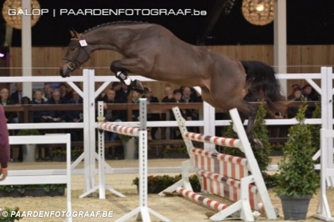 Zucchero d'Hyrencourt Z BWP-veilingtopper
