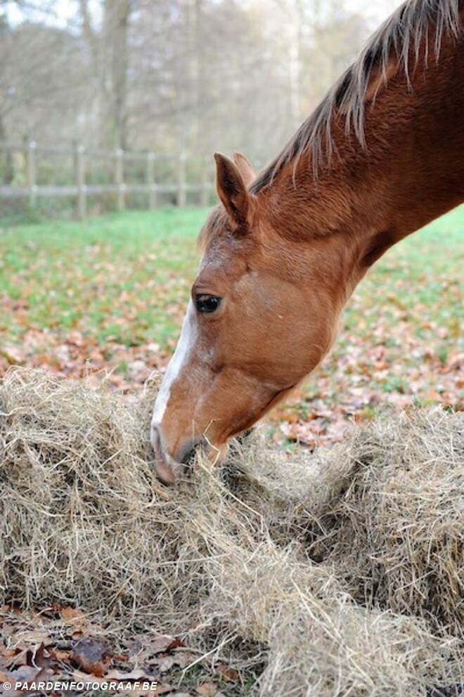 Onderzoek Universiteit Gent paardenrantsoen