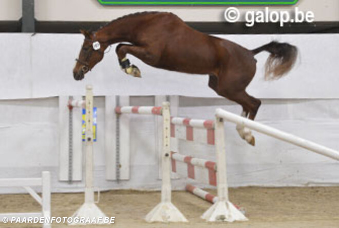 Presentatiedag: Louis en Kerly de Regor Paarden van het Jaar